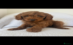 Labradoodle dogs for sale: LICENSED BREEDER F2b mini labradoodles - Image 18