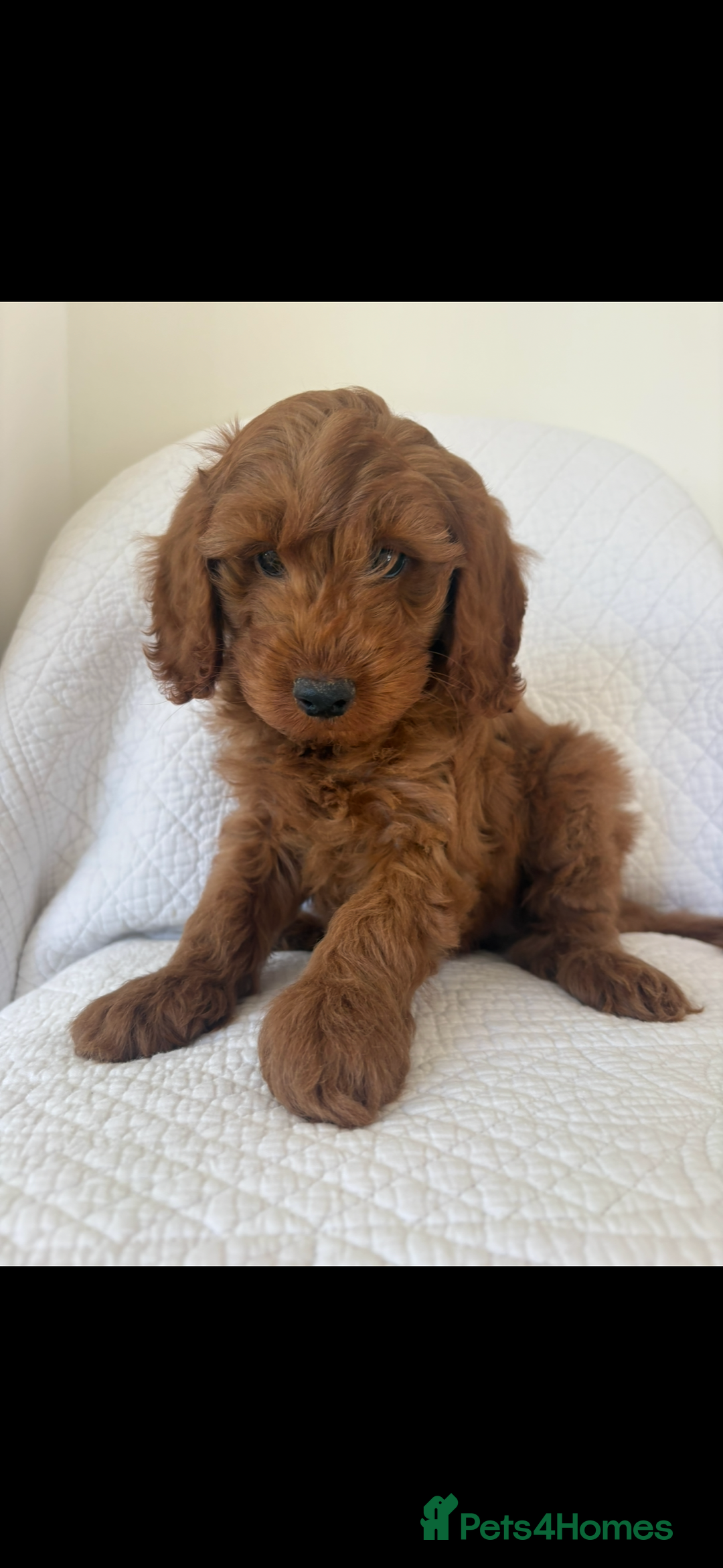 Labradoodle dogs for sale: LICENSED BREEDER F2b mini labradoodles - Image 18