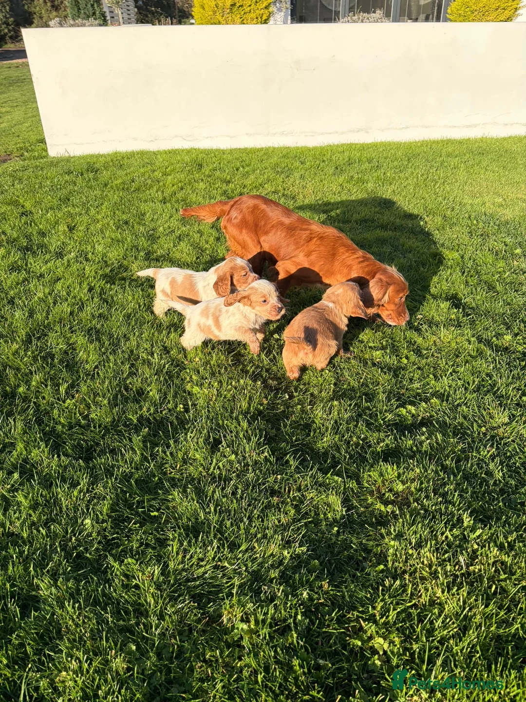 Cocker Spaniel dogs for sale: Cocker spaniels - Advert 17