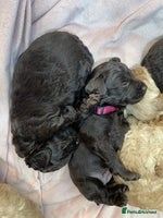 Cockapoo dogs - Advert 11