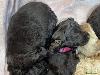 Cockapoo dogs - Advert 12