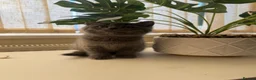 Scottish Fold cats for sale: Adorable Kittens for Sale 🐾 Scottish fold  - Advert 3