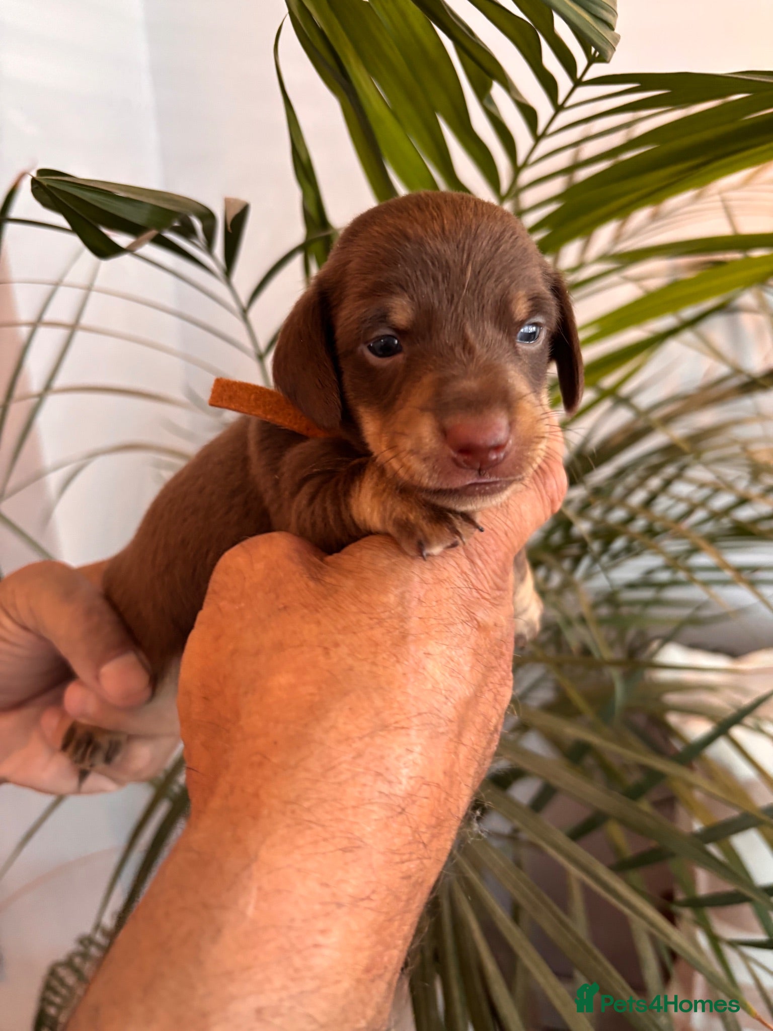 Miniature Dachshund dogs  Quality kc reg dachshunds . Parents health tested - Advert 2