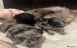 Maltipoo dogs for sale: Maltipoo rare merle colours  - Image 16