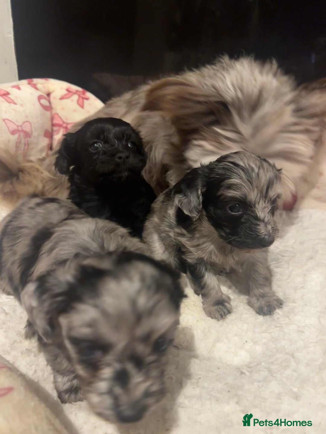 Maltipoo dogs for sale: Maltipoo rare merle colours  - Image 16