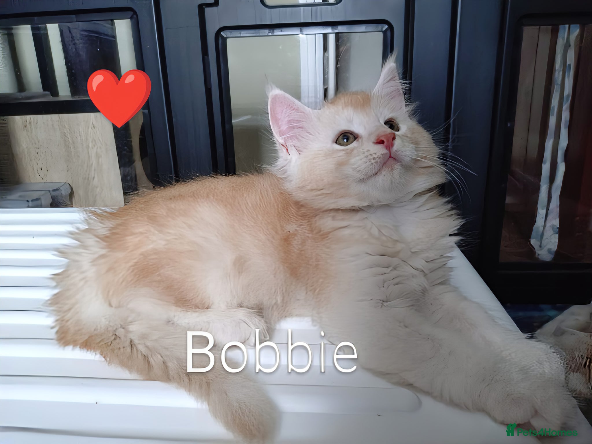Maine Coon cats Maine coon boy kitten GCCF pedigree - Advert 8