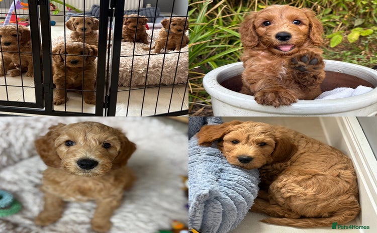 Goldendoodle dogs - Advert 1