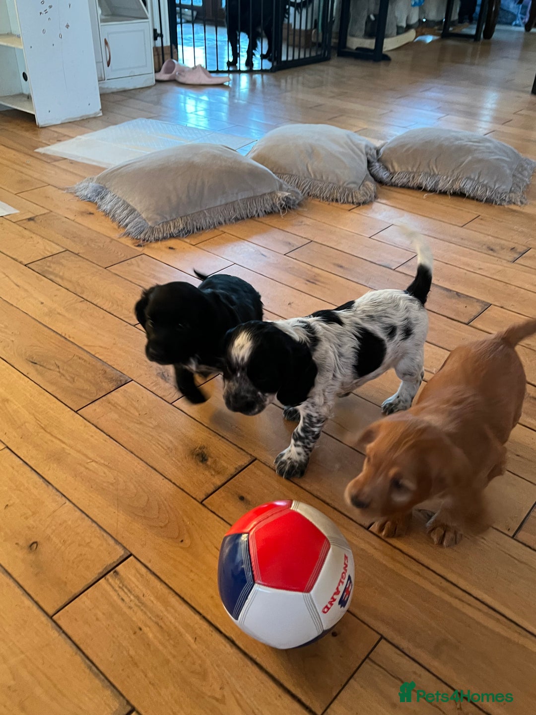 Cocker Spaniel dogs for sale: Beautiful Cocker puppies - Image 5