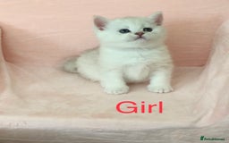 British Shorthair cats for sale: GCCF reg British Shorthair Kittens in Liverpool - Image 4
