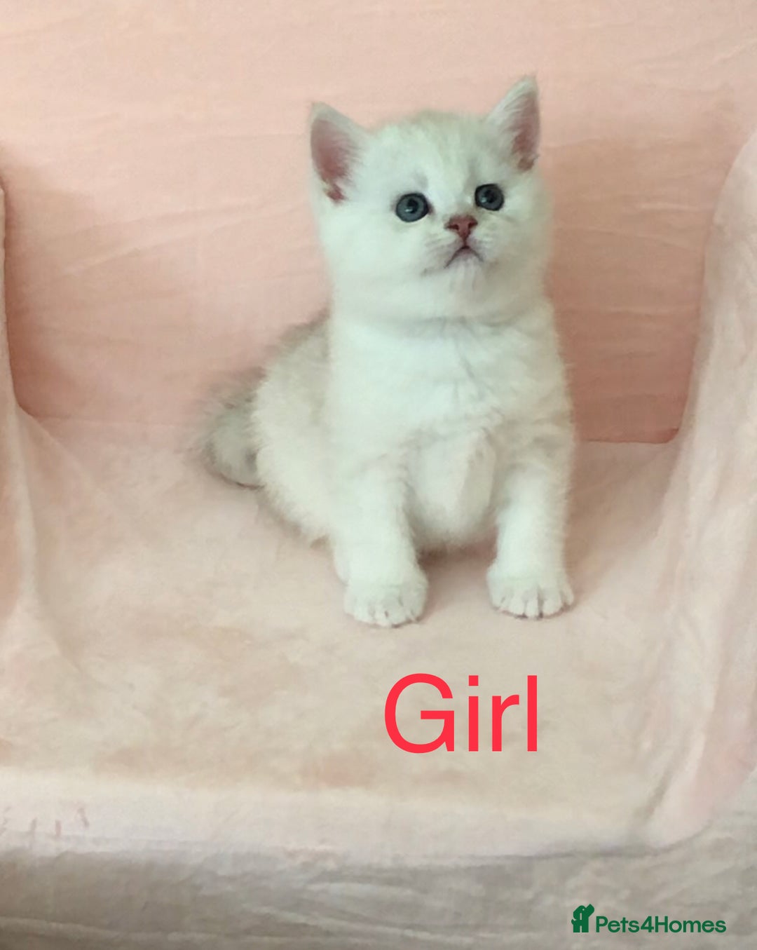British Shorthair cats for sale: GCCF reg British Shorthair Kittens in Liverpool - Image 4
