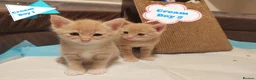 Mixed Breed cats for sale: Adorable kittens are looking for lovely home  - Advert 13