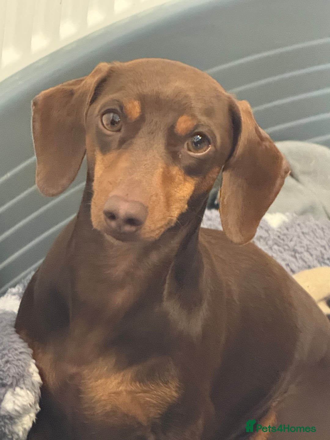 Miniature Dachshund dogs for stud: Miniature dachshund for stud  - Advert 3