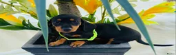 Miniature Dachshund dogs for sale: STUNNING Miniature Dachshund Puppies!!! - Advert 23