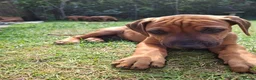 Rhodesian Ridgeback dogs for sale: KC reg,Excellent Ridges,Health checked/Elb/Hip/JME - Advert 26