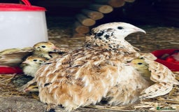 Quail poultry for sale: Male coturnix quail  - Image 1