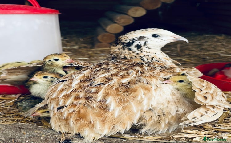 Quail poultry - Advert 2