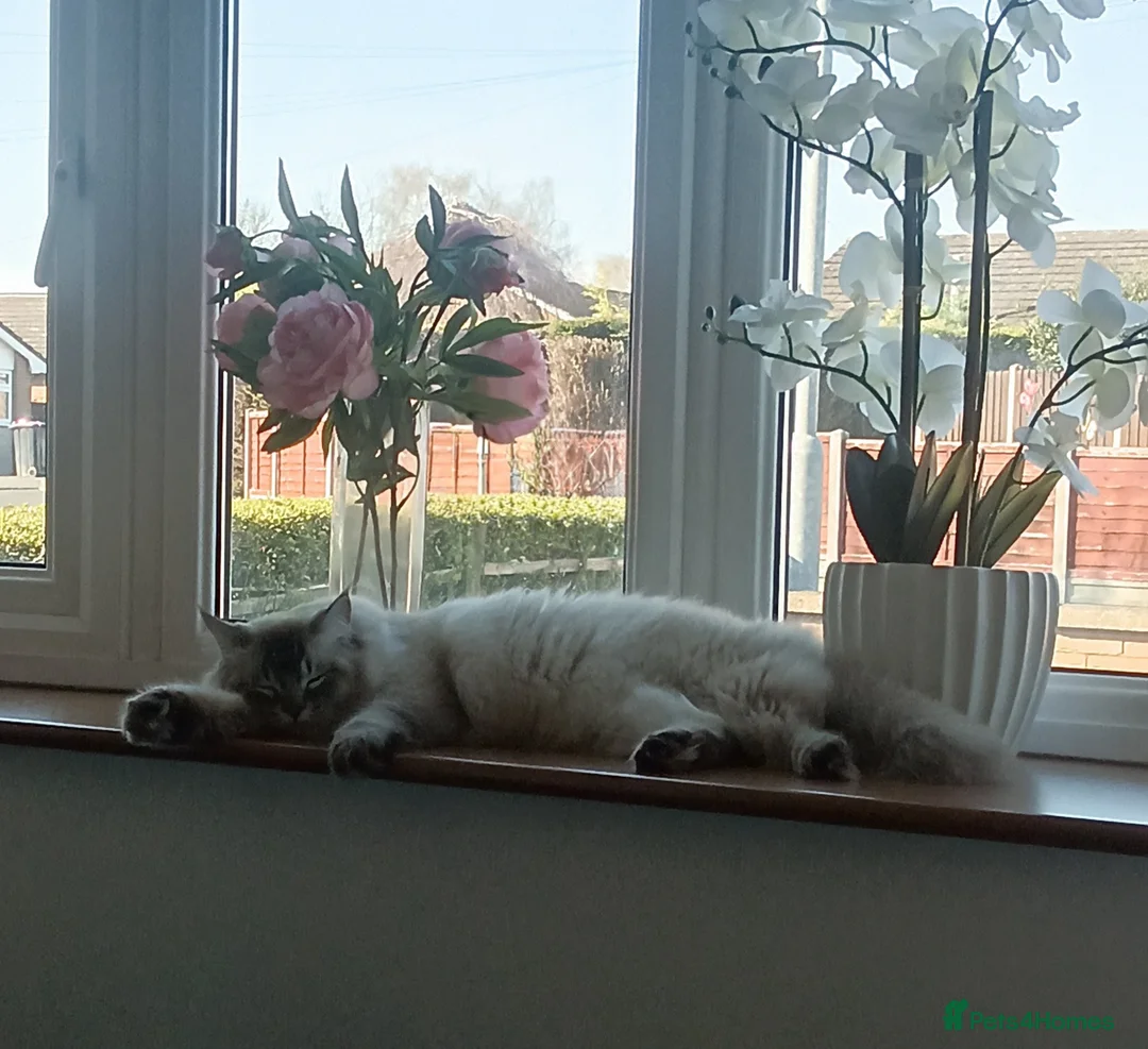 Ragdoll cats for sale: Beautiful 1 year old Ragdoll male  - Advert 6