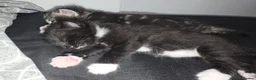 European cats for sale: Adorable Kittens Looking for Forever Homes 🐱❤️ in London - Advert 5