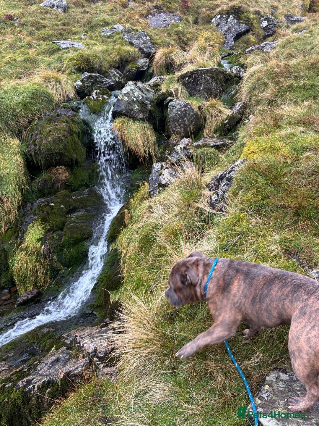 Mixed Breed dogs for sale: FOR REHOME - Advert 5