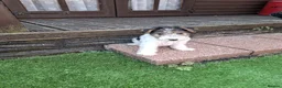 Fox Terrier dogs for sale: Gorgeous Wire haired fox terrier  - Advert 7