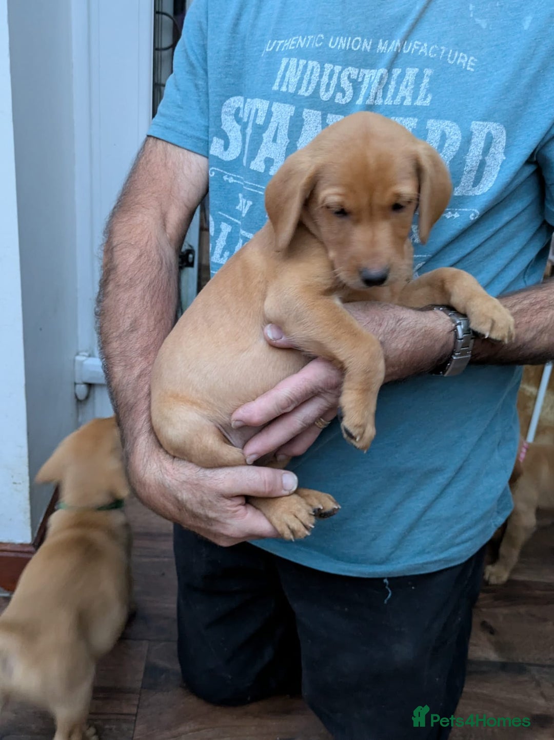 Labrador Retriever dogs for sale: Red and yellow Labrador puppies for sale. - Image 6