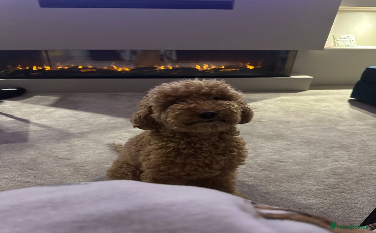 Miniature Poodle dogs - Advert 1