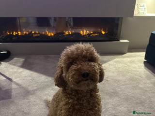 Miniature Poodle dogs - Advert 1