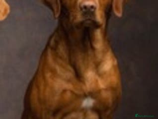 Labrador Retriever dogs Fox red Labrador for stud in Burnley - Advert 3