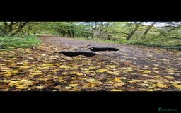 Whippet dogs for sale: 8 KC gorgeous pups, 4 boys & 4 girls. - Image 21