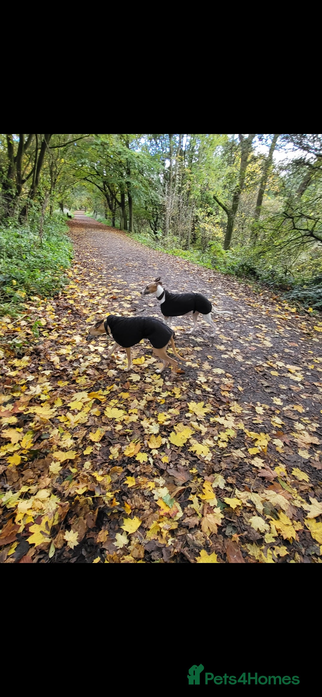 Whippet dogs for sale: 8 KC gorgeous pups, 4 boys & 4 girls. - Image 21