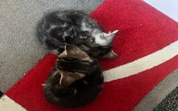 Mixed Breed cats for sale: Cute baby kittens looking for a new home - Image 6