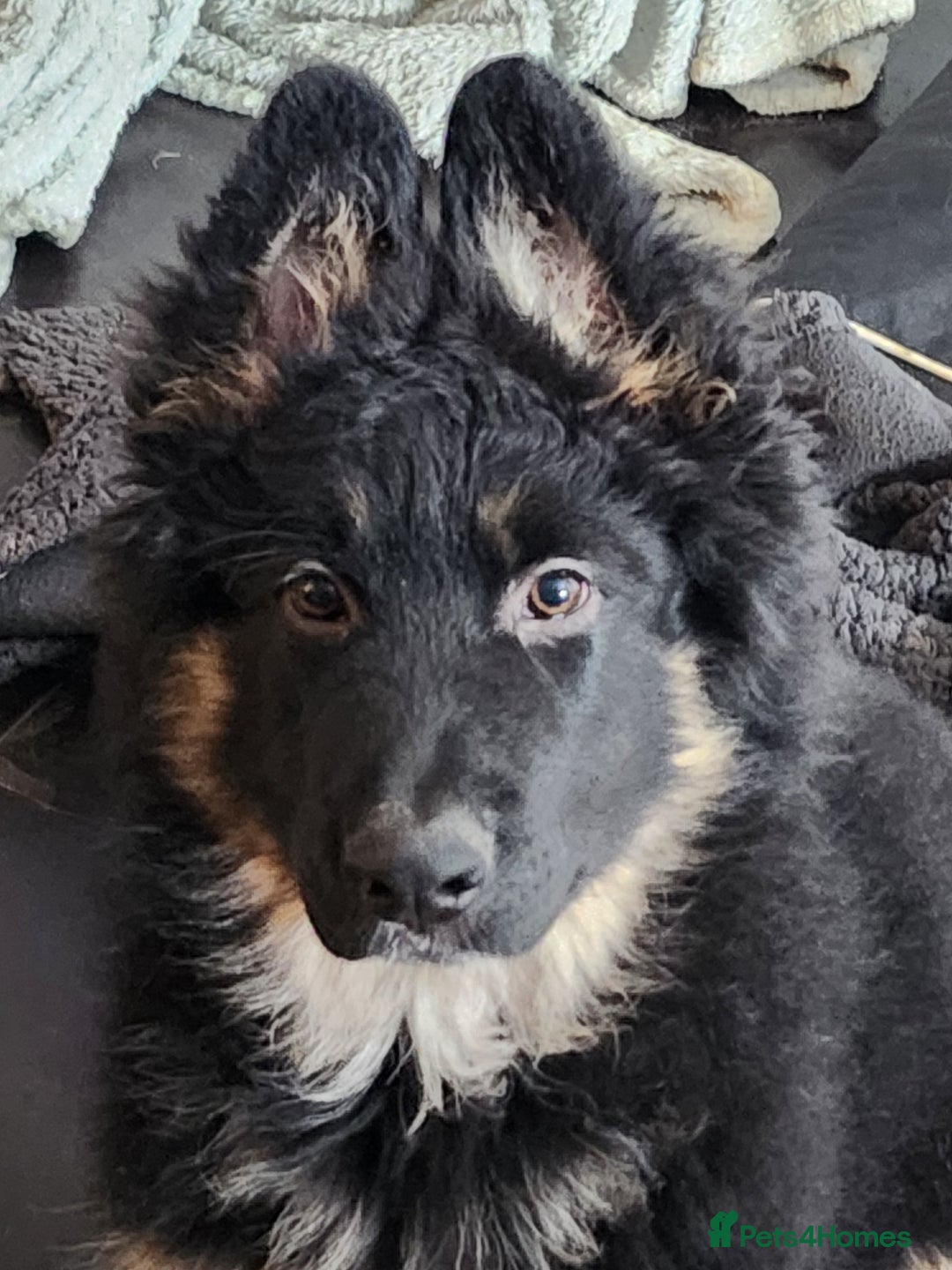 German Shepherd dogs for sale: Beautiful German Shepherd male 9 months - Image 4