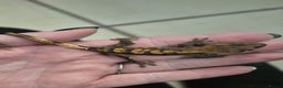 Gecko reptiles for sale: crested geckos, leopard geckos - Advert 11