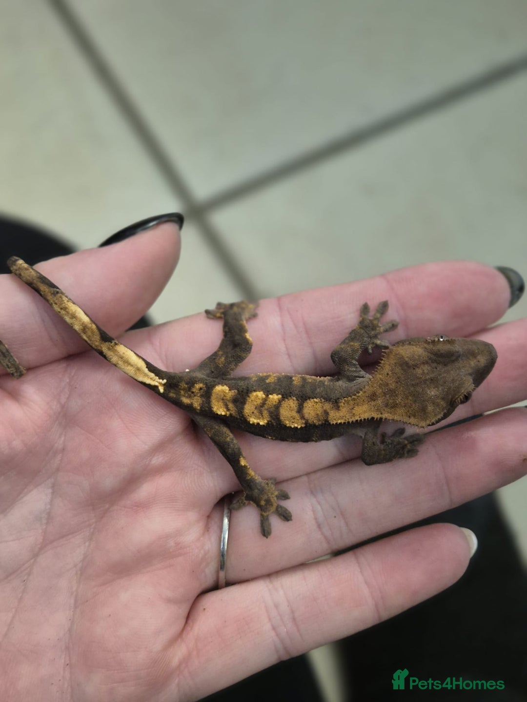 Gecko reptiles for sale: crested geckos, leopard geckos - Advert 11