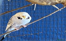 Budgerigars birds for sale: Reserved 2 pairs of budgies (please read full) - Image 6