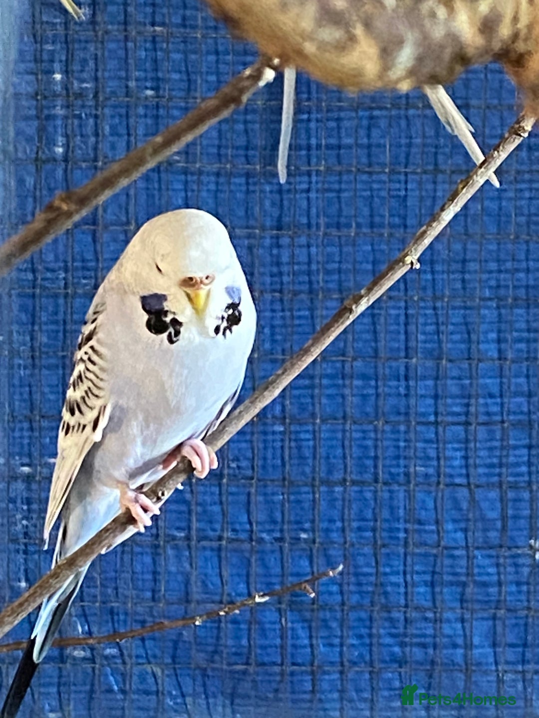Budgerigars birds for sale: Reserved 2 pairs of budgies (please read full) - Image 6