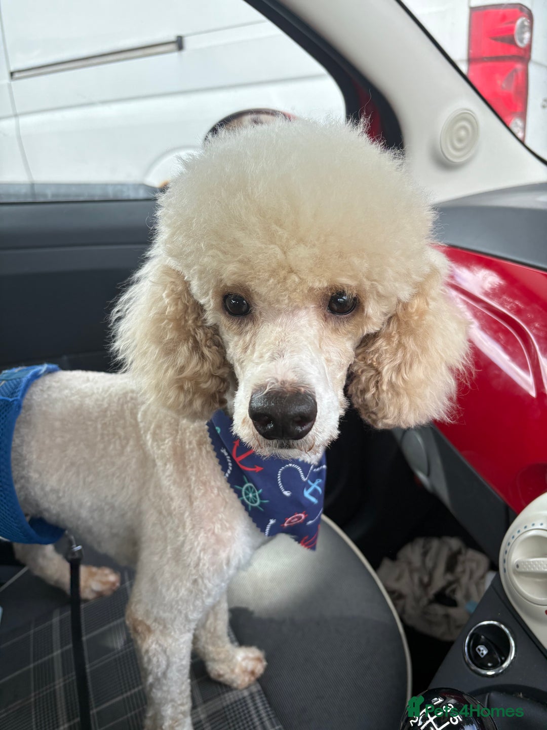 Toy Poodle dogs for stud: Toy Poodle for Stud - Advert 3