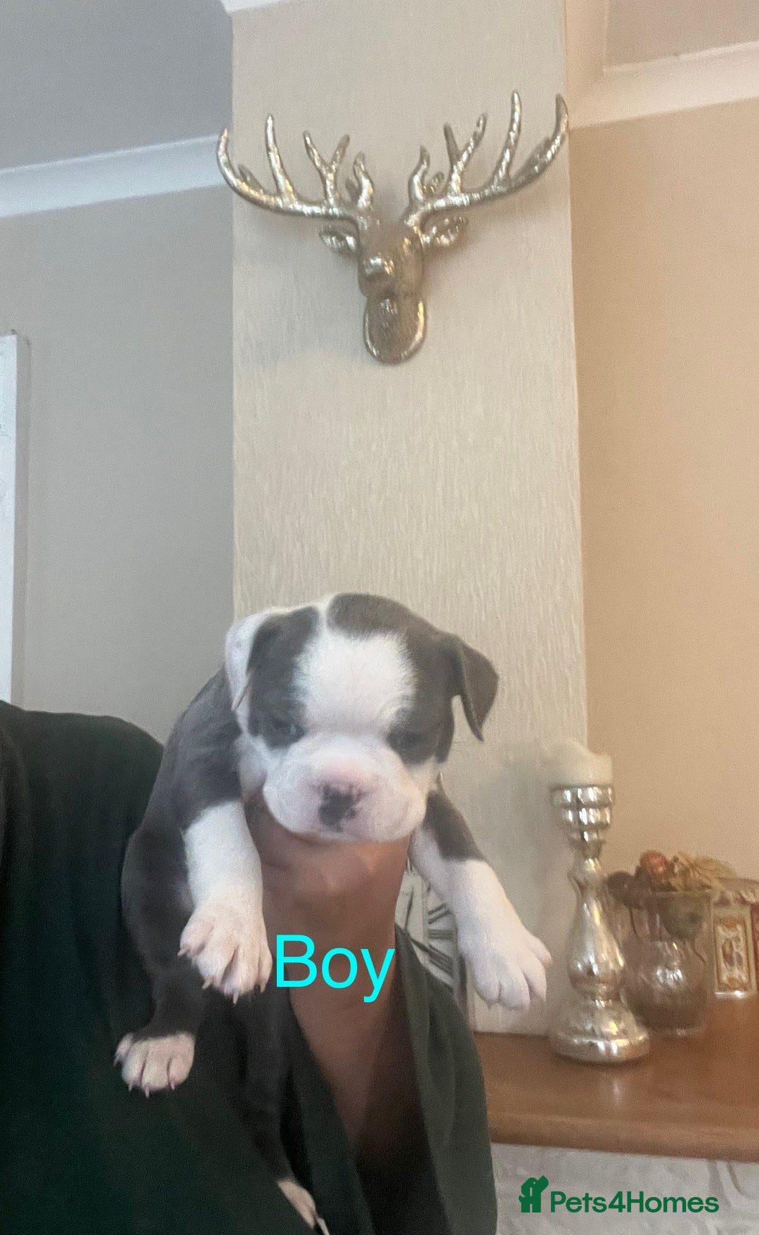 Boston Terrier dogs for sale: Stunning Bostons *1 BEAUTIFUL BOY REMAINING* - Advert 24