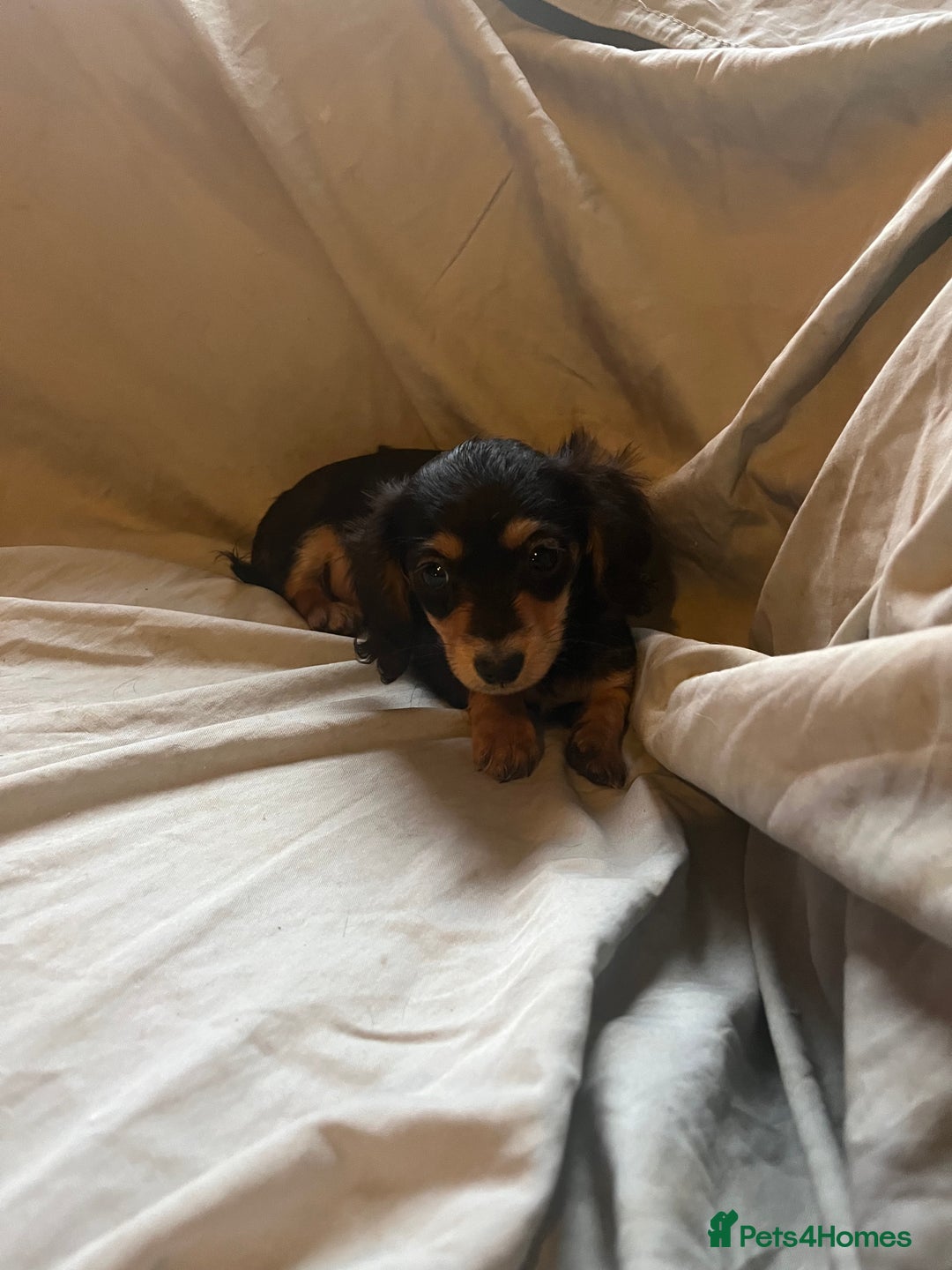 Dachshund dogs for sale: Beautiful dachshund puppies  - Image 5