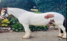 Irish Cob horses for sale: 14hh 4yo cob gelding  - Image 2