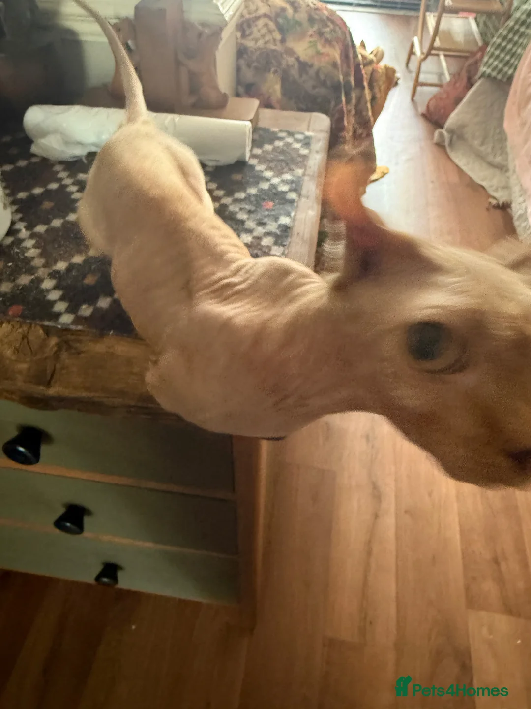Dwelf cats for sale: Male Dwelf Neutered Sphynx Needs new home - Advert 3