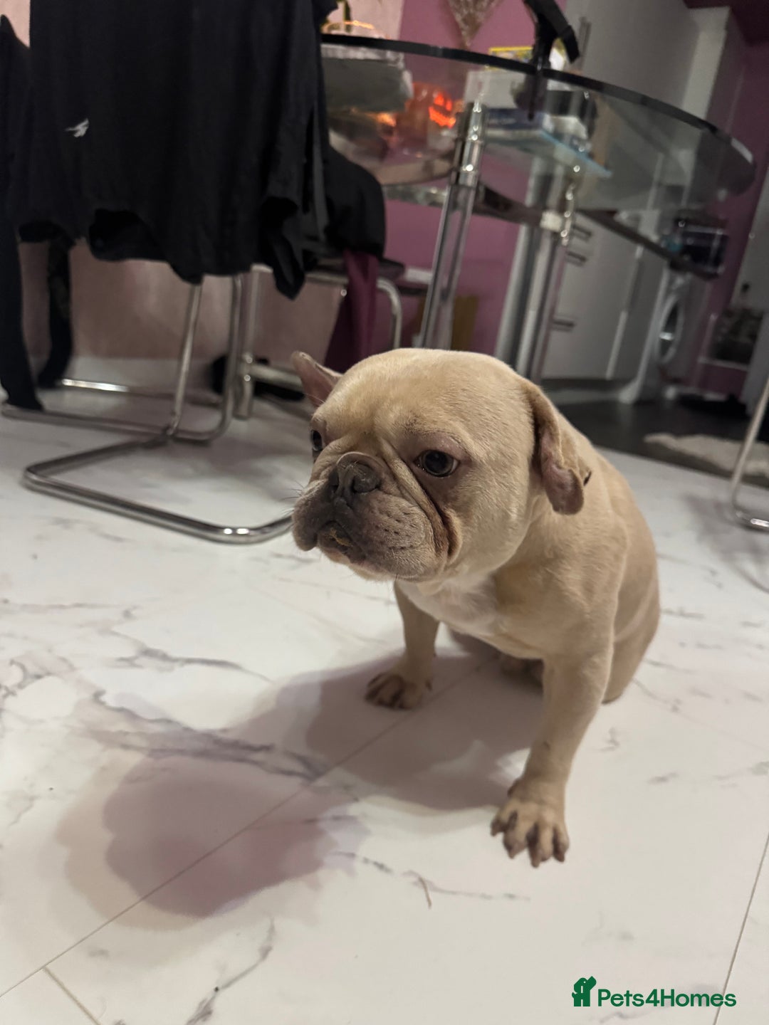 French Bulldog dogs for sale: 2 x French bulldogs  - Image 7