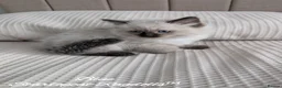 Ragdoll cats for sale: Stunning GCCF REG PEDIGREE RAGDOLLS - Advert 27
