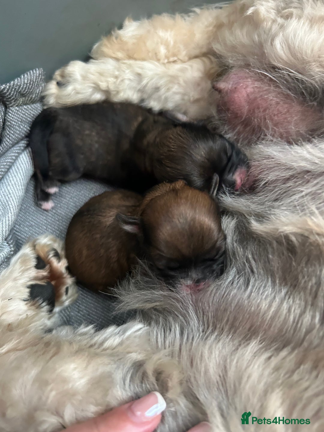 Shih Tzu dogs for sale: Shihtzu puppies - Image 3