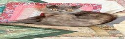 British Shorthair cats for sale: blue and cream bicolour british shorthair in Chard - Advert 3