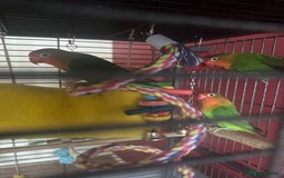 Lovebirds birds for sale: 3 Lovebirds Looking For Loving Home - Image 2