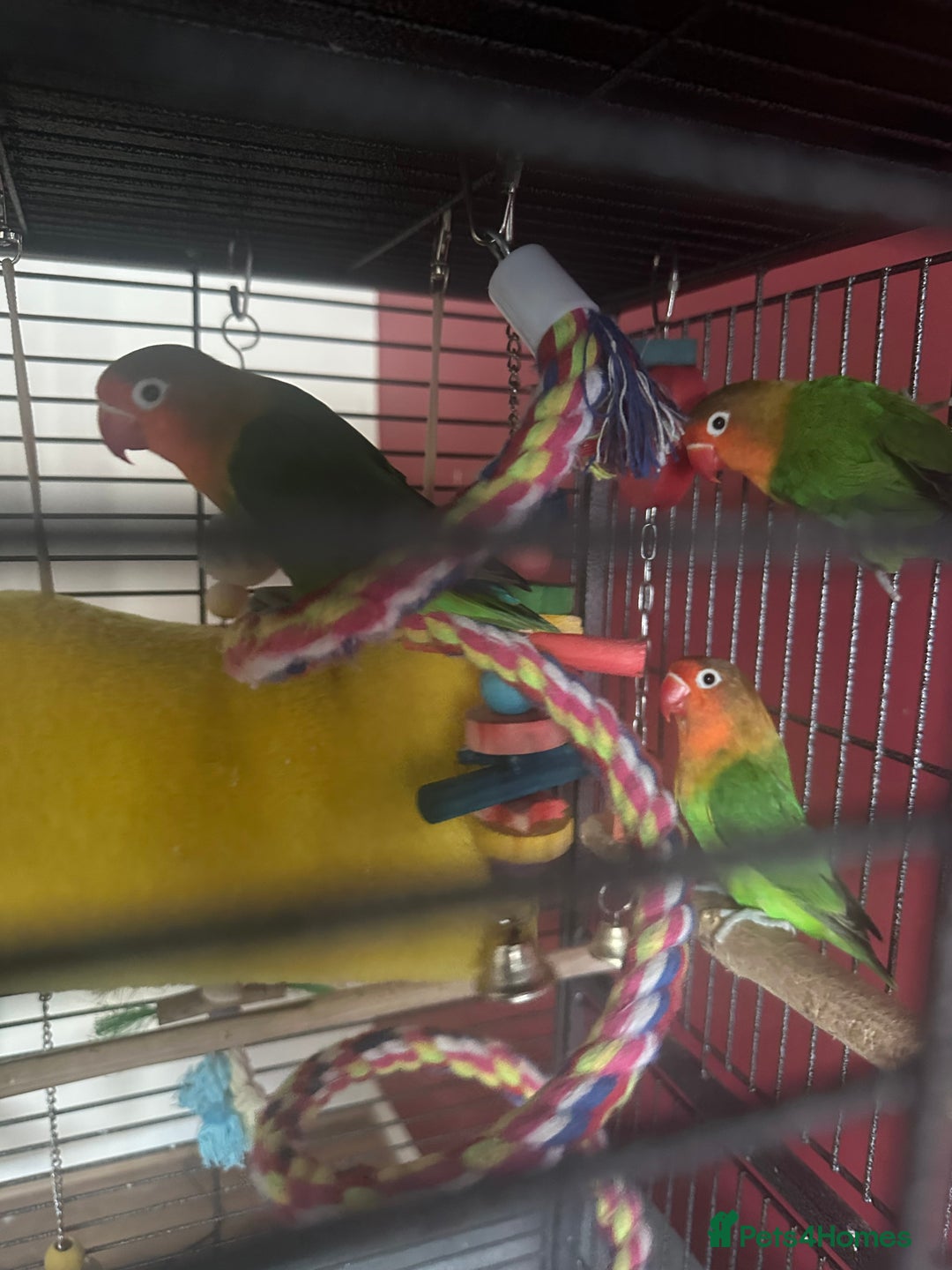 Lovebirds birds for sale: 3 Lovebirds Looking For Loving Home - Image 2