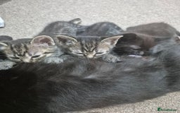 Domestic Shorthair cats for sale: Black and Tabby kittens - Image 11