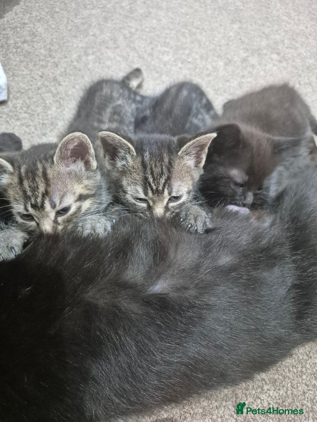 Domestic Shorthair cats for sale: Black and Tabby kittens - Image 11