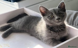 Turkish Angora cats for sale: Beautiful Kittens Looking for Their Forever Homes - Advert 7